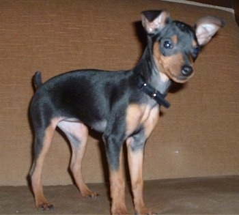 min pin puppies carriage