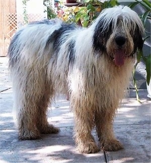 Dog Breeds, Mioritic Sheepdog (Mioritic Shepherd Dog)