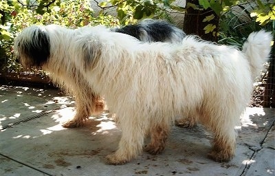 A black and white Romanian Mioritic Shepherd Dog and a white Romanian Mioritic Shepherd Dog are walking side-by-side across a sidewalk