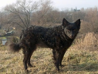 Right Profile - A black Mudi is standing in grass and looking forward.