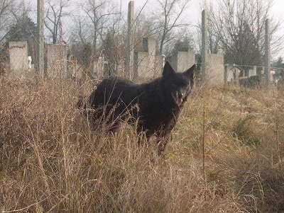 A black Mudi dog is standing in unkempt grass, its mouth is open. Behind it is a cemetary.
