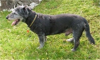 Left Profile - A short legged, low to the groud, wiry looking, grey with white mixed breed is standing outside in grass and its mouth is open and tongue is out.