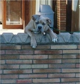 A tan Mastiff puppy is jumped up with its front paws and upper body over the top of a brick wall.