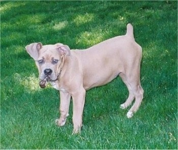 Side view - A tan Nebolish Mastiff puppy is standing in grass and it is looking forward.