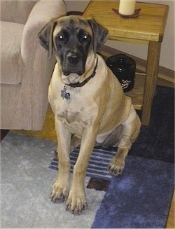 A tan with black Nebolish Mastiff is sitting on a rug in front of a night stand and tan couch looking up.