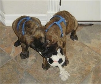 Two brindle Nebolish Mastiff puppies are both wearing blue harnesses biting a rope toy with a soccer ball in the middle on a brown tiled floor.