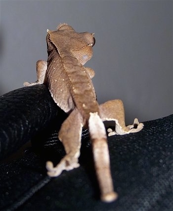 The back of a brown New Caledonian Crested Gecko is standing on a black piece of cloth.
