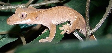 Close up side view - A New Caledonian Crested Gecko is standing across a leaf.