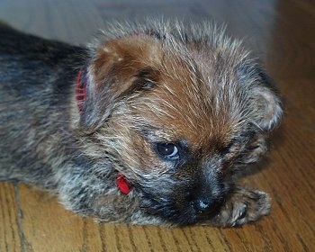 Close up side view head and upper body shot - A fuzzy looking, black with red Norfolk Terrier puppy is laying down on a hardwood floor looking forward.