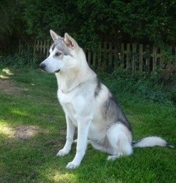 Northern+inuit+dog+breed