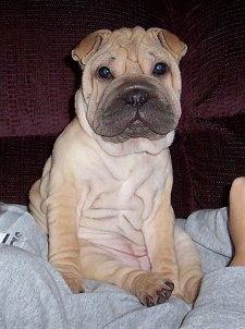 A small, tan wrinkly skinned Ori Pei puppy is sitting on the stomach of a person wearing gray sweats laying on a couch.