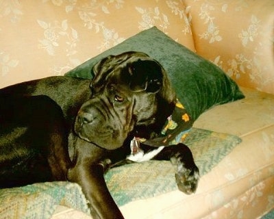 Side view upper body shot - A black with white Ori Pei wearing a black bandana that has colorful Volkswagen bug cars with flowers and butterflys on itlaying on a tan couch and leaning on a green pillow. It is looking to the left. It has small rose ears, wrinkles on its head and a square snout.