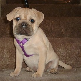 Close Up front side view - A tan with black Ori Pei is wearing a purple harness sitting on a tan carpeted step looking forward.