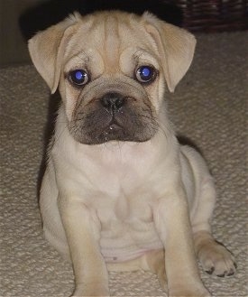 Close up view from the front - A tan with black Ori Pei puppy is sitting on a tan carpet looking forward. Its black eyes are glowing blue from the camera flash