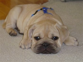 Close Up view from the front - A wrinkly, tan with black Ori Pei puppy is laying down on a tan carpet and it is looking forward. It is wearing a blue harness.