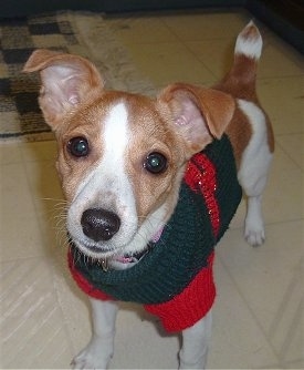 Close up view from the top looking down at the dog - A red with white Parson Russell Terrier dog wearing a green and red Christmas sweater standing on a tan tiled floor looking up. The dog's tail is up.