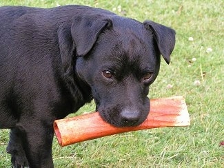 Close up side view upper body shot - A black Patterdale Terrier has a bone in its mouth outside in grass and its turned to look at the camera.