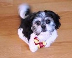 Close up view from the top looking down at the dog - A black and white Peke-A-Tese puppy is sitting on a hardwood floor looking up. It is wearing a red and yellow ribbon.