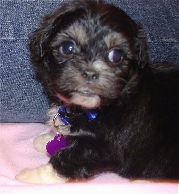 Close up side view - A black with white Peke-A-Chon puppy is laying on a pink blanket next to a person's leg who is wearing blue jeans.