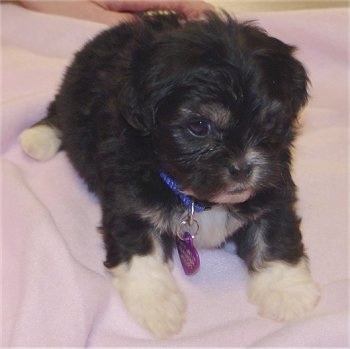 A black with white Peke-A-Chon puppy is laying on top of a pink blanket looking down and to the right.