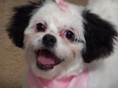 Close up - A white with black Peek-a-poo is standing on a carpet and it is looking up. It looks like it is smiling. The Peek-a-poo is wearing a pink ribbon and a pink bandana.