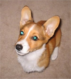 Top down view of a tan with white Pembroke Welsh Corgi puppy is sitting on a ta carpet looking up and to the left.