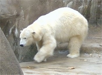 The front left side of a Polar bear that is walking around on a stone surface.