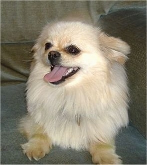 Front view - A tan with white Pomchi is laying on a couch and it is looking up and to the left. It is panting.
