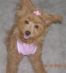 A medium-haired tan Pomapoo puppy is laying out on carpet. It is wearing a pink shirt and a pink ribbon in its hair. It is looking up, its mouth is open and it looks like it is smiling.