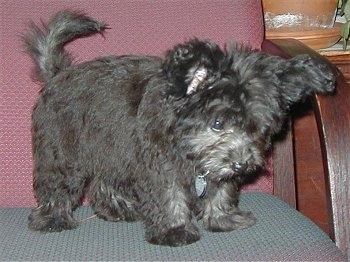 A fuzzy black with white Pomapoo puppy is standing on a chair and she is looking over the edge.