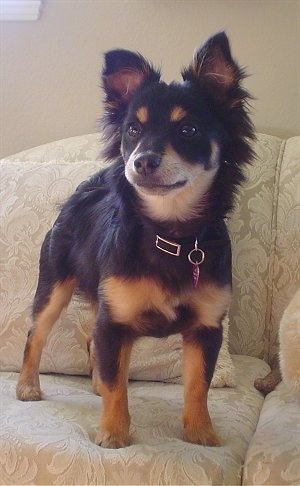 dogbreedinfo.comold = Pomeranian Mother/ dogbreedinfo.comold = Pomeranian Mother/