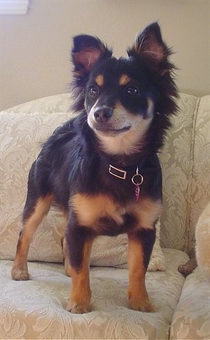 Zoë the black and tan Pomapoo is standing on a tan couch