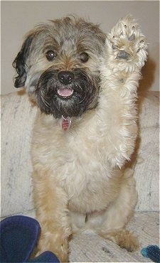 Close up - A fuzzy, tan with black Pomapoo is sitting on a couch and it has its right paw raised. Its mouth is open and it looks like it is smiling.