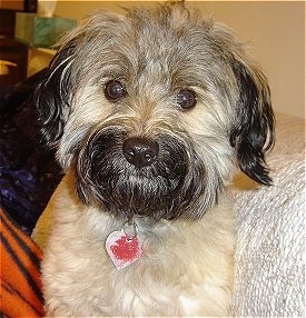 Close up front view head and upper body shot - A tan with black Pomapoo is laying on a couch and it is looking forward.