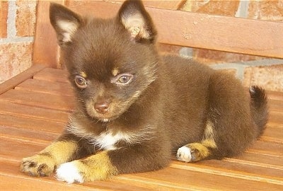 A small, shorthaired, black with tan and white Pomchi puppy is laying outside on a wooden bench in front of a brick wall.
