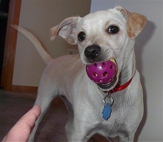 Close up - A shorthaired white with tan Pomchi is standing on a carpet and it is looking forward. There is a purple and yellow ball in its mouth.