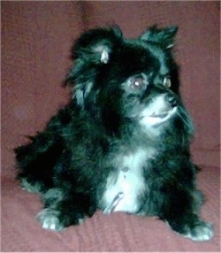 A shiny coated black with white Pomchi is laying on a maroon couch and it is looking to the right.