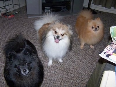 Front view - Three Pomeranians are standing on a carpet and they are looking up and forward.