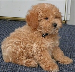 mini french poodle