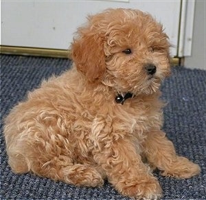 mini white poodles