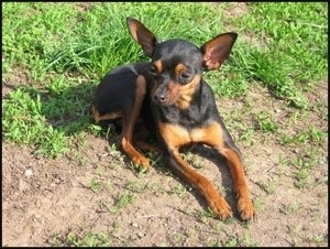 A black with tan Prazsky Krysarik is laying in patchy grass and it is looking to the left. It has a small head, large ears and buldging eyes.