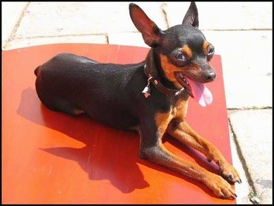 The front right side of a short haired black with tan Prazsky Krysavik is laying across a red surface and it is looking forward. It is panting. Its eyes are bulging out of its head