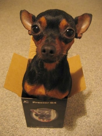 A black and brown Prague Ratter dog is in a small box with its upper body poking out.