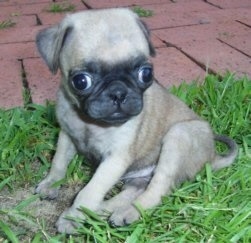 Close up - The left side of a tan with black Pug puppy is sitting in grass and it is looking down and forward. There is a brick walkway behind it. It has a big head compared to its body and its eyes are buldging out of its head.