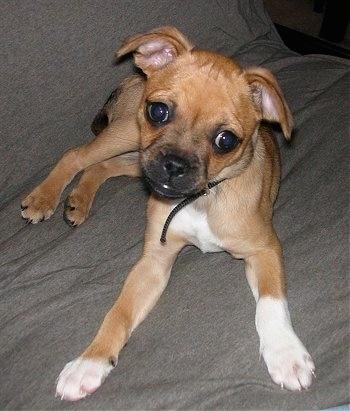 Front view - A skinny, small, short-haired, brown with white and black Puggat puppy is laying on a brown couch. It is looking up with his head tilted to the right and both of its ears are flopped over.