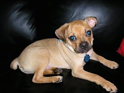 The right side of a shorthaired, tan Puggat puppy is laying across a black leather couch and it is looking forward.