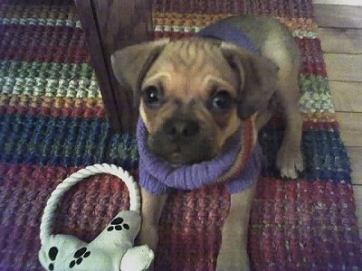 A tan with black Puggat puppy is laying on a throw rug under a table and it is wearing a colorful sweater. There is a rope plush toy next to its front paws.