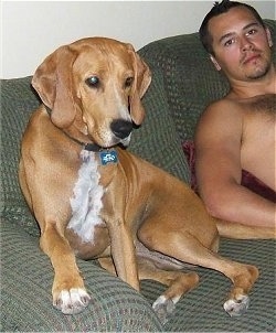 Beagle Coonhound Mix