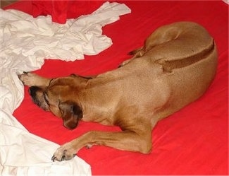 The back of a Rhodesian Ridgeback that is laying down on a red blanket facing the left. There is a white sheet in front of it.