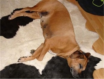 Top down view of a red Rhodesian Ridgeback that is sleeping on its side on top of a cow print fur rug on top of a hardwood floor.